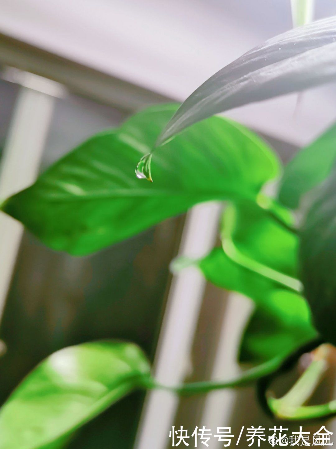 叶子|绿萝叶子“吐”水珠，恭喜你，养出了最佳状态
