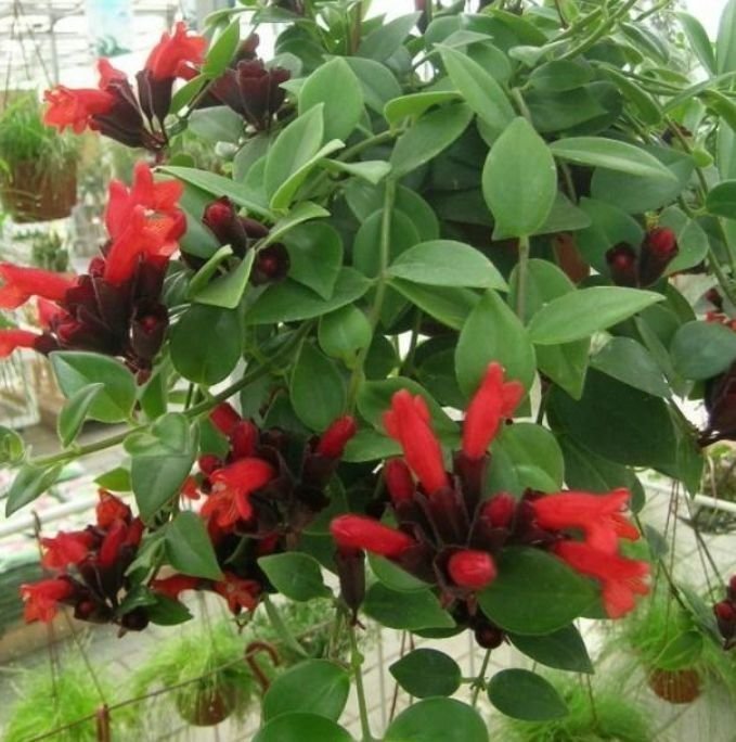 家里养此款花卉,便宜又好养,满屋飘香,庭院养,十里飘香