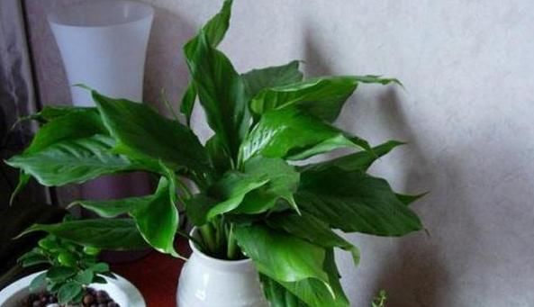 在家养殖万年青，这4方面不出错，盆栽只会越长越好变美