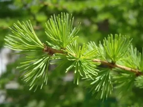 手足|一个古方,4味药,温通血脉、振奋阳气,对手足麻木有神奇疗效!