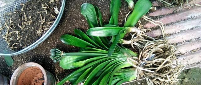 养君子兰用个窍门，不花钱也能种出十盆绿油油、开花多的君子兰