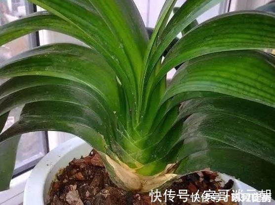 花苞|花匠严肃的说, 给君子兰这样洗个澡, 花苞蹭蹭长, 1年开花好几次!