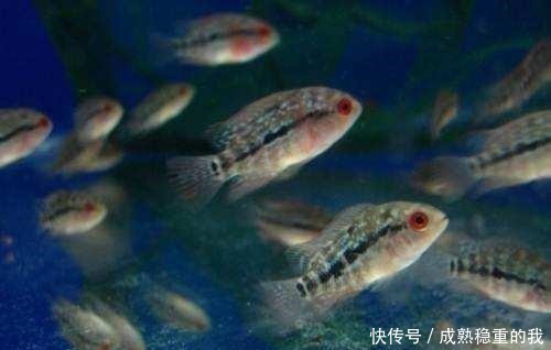 多长时间|如果春节出远门,鱼缸里的观赏鱼最多可以多长时间不喂食