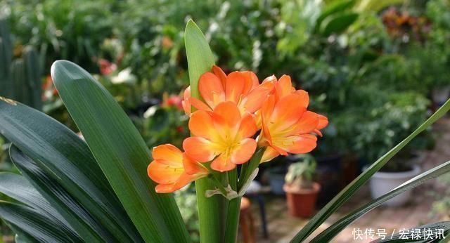 这种“营养液”给君子兰喝一点,花梗“超级多”,花期更长