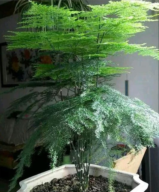 掉叶发黄快枯死的文竹怎么急救给它喝点酸奶,一个月爆盆绿油油