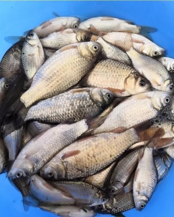 小动作|冬天用传统钓不会抓口?记牢这5个漂相,每次提竿都有大板鲫上岸