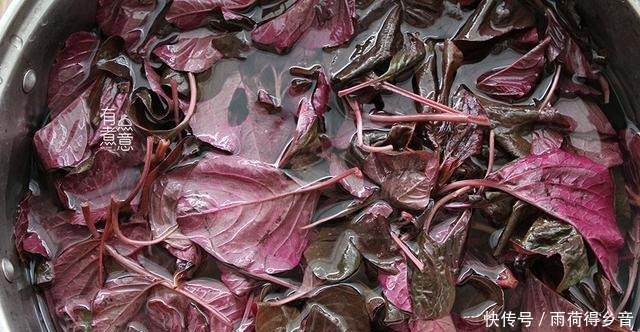 苋菜|这菜3元一斤，钙含量可与牛奶媲美，现在正当季，很多人却忽视了！