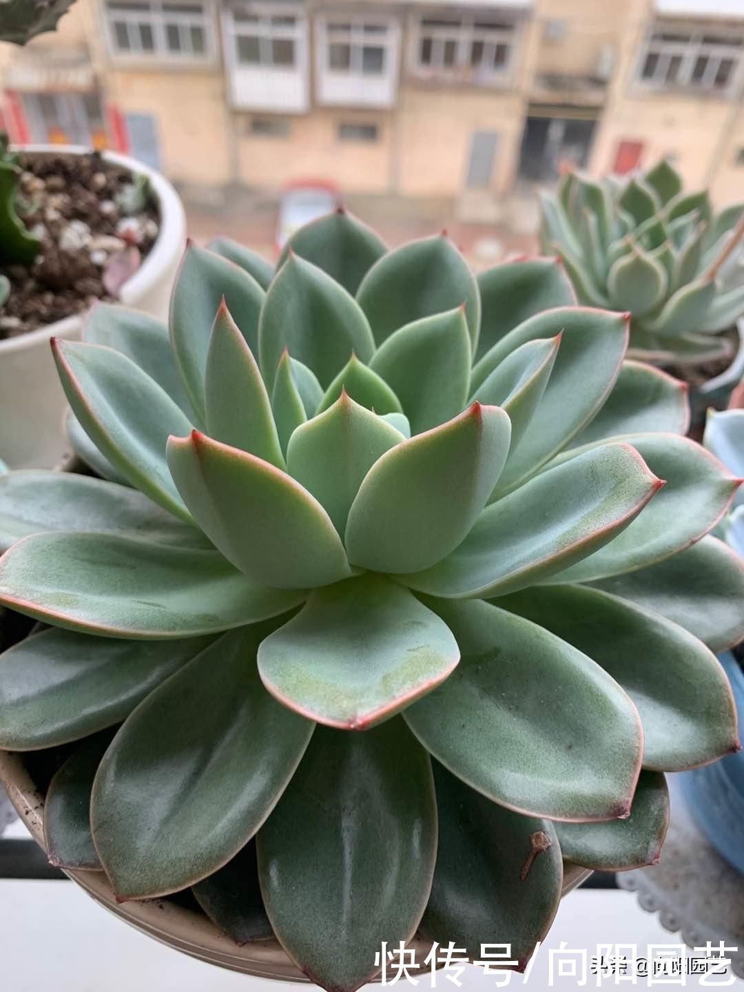 玉露|封闭阳台养多肉,很容易徒长,别再养景天科肉肉了,试试这一种