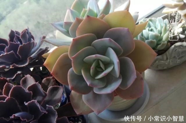 欧紫|我是多肉飘窗党,我来晚了!我是多肉飘窗党,我来晚了!