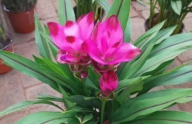 盆土里种块“姜”,7天发芽,30天后长出“大荷花”,太漂亮了