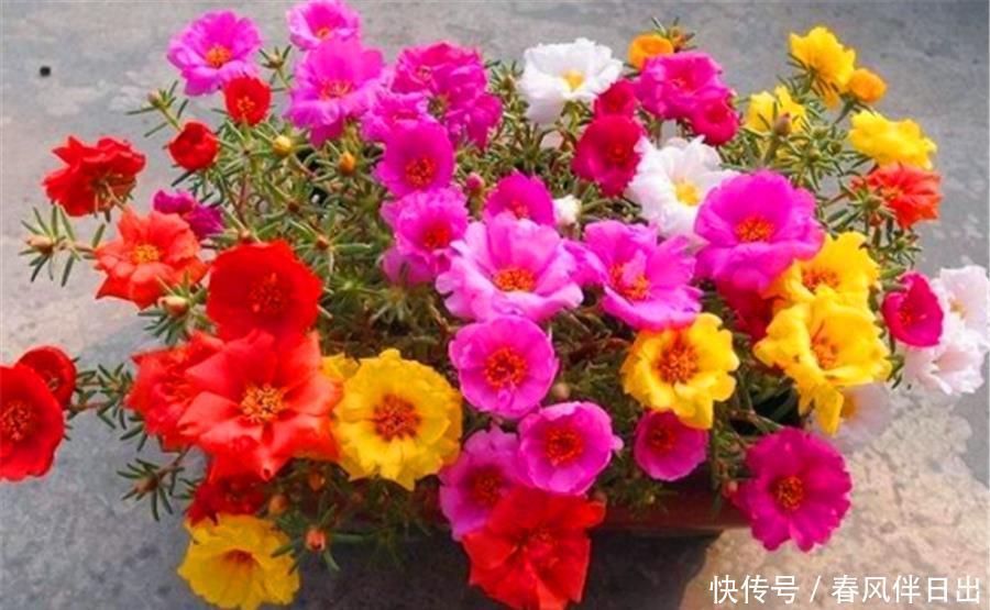 夏天|8种专属于夏天的“开花之王”，不怕热不怕晒，光照充足就爆盆