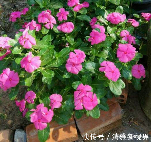 松松盆土|扦插长春花,有1个“技巧”,1棵养出30棵,棵棵开爆盆,好美!