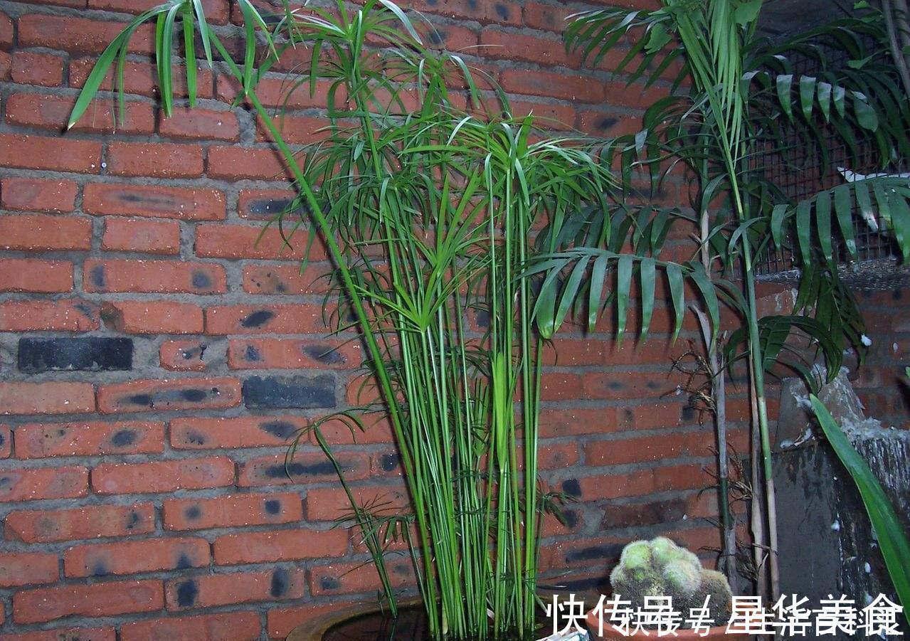 家里养上5种“竹”，吉祥“好运”，清雅大气，添福又添丁