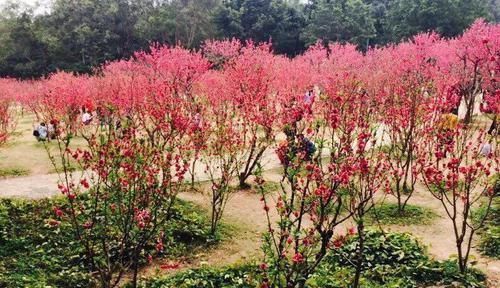 花季播报：正是春花烂漫时，樱花、杜鹃、桃花你独爱哪个？