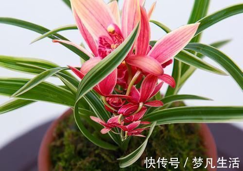 这款兰花“国色天香”，花大色艳，金边线艺明显，每年能开花数次