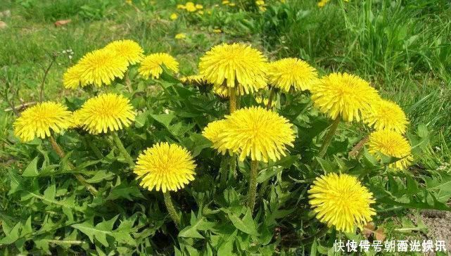 肝王|5种食物是天然的“强肝王”,经常吃一点,养肝排毒远离肝病