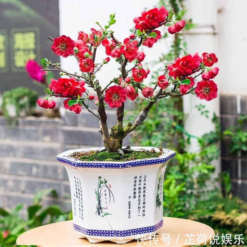 1种“长寿花”可以做盆景，年年开红花，鲜艳芳香、越养越贵