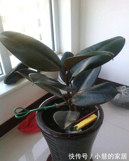 修剪|橡皮树越长越高怎么办，像这样修剪一下会长得更好哦