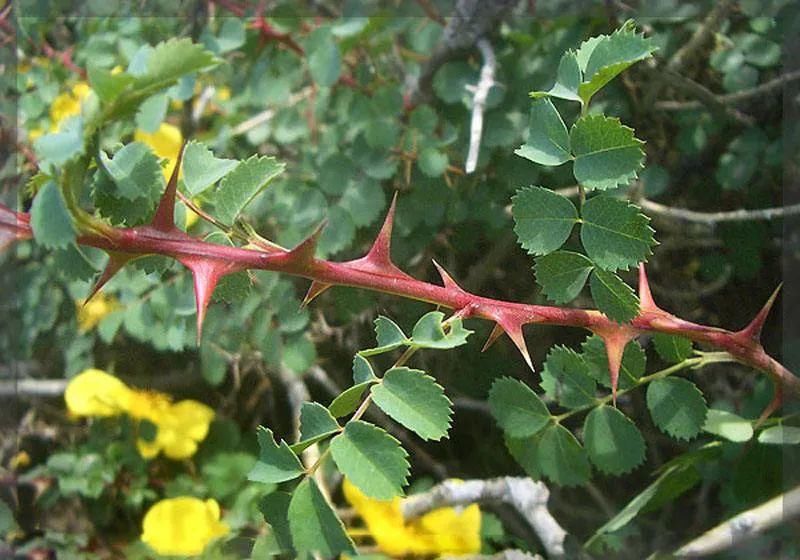  效用|有刺植物的刺是如何起源和演变的？有什么类型和效用？