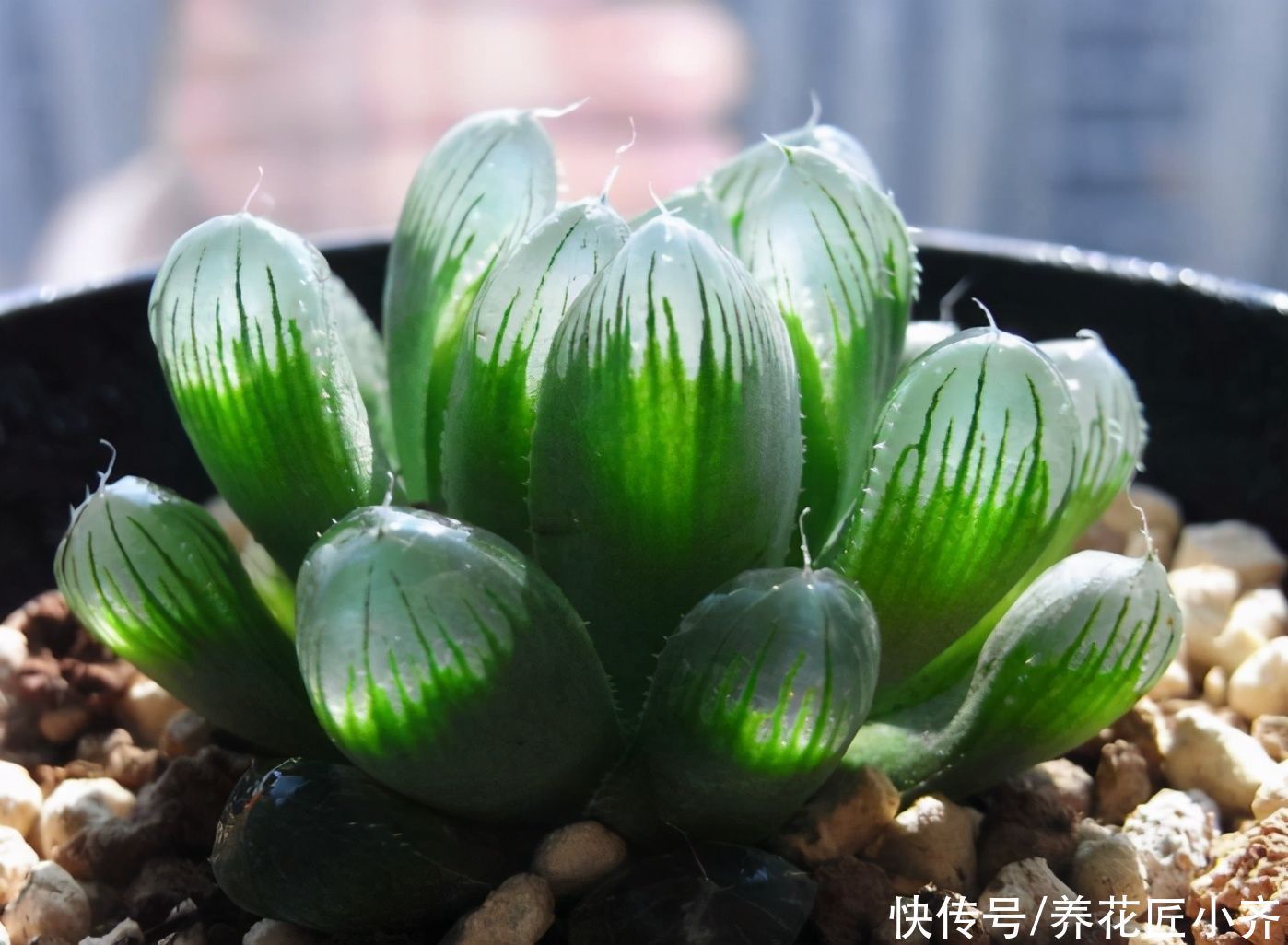 根系|多肉玉露,阳台养就2个要点,养得圆润饱满,晶莹透亮像“水晶”