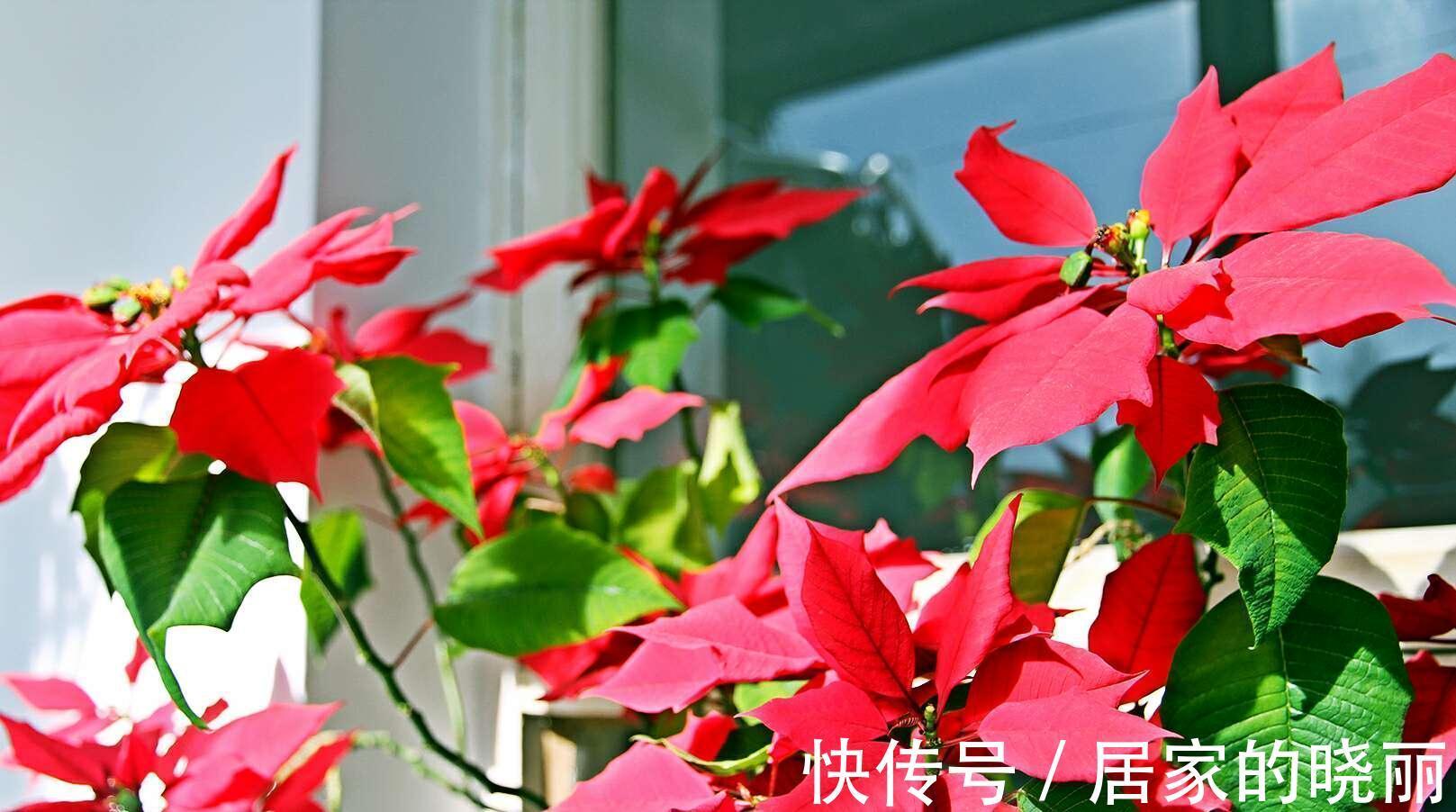 越漂亮的花越“有毒”！快来认识这12种大毒花，涨“知识”不吃亏