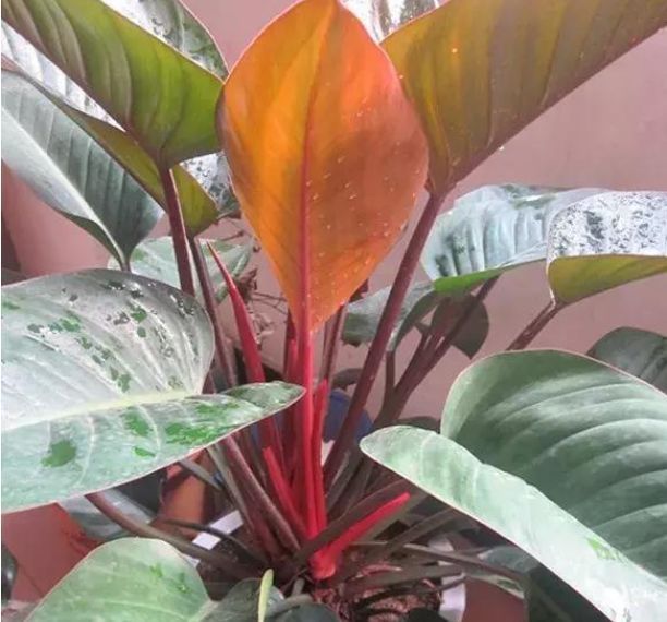 养花试试这几款,花开繁盛花香怡人,四季开花,生长能力特别强