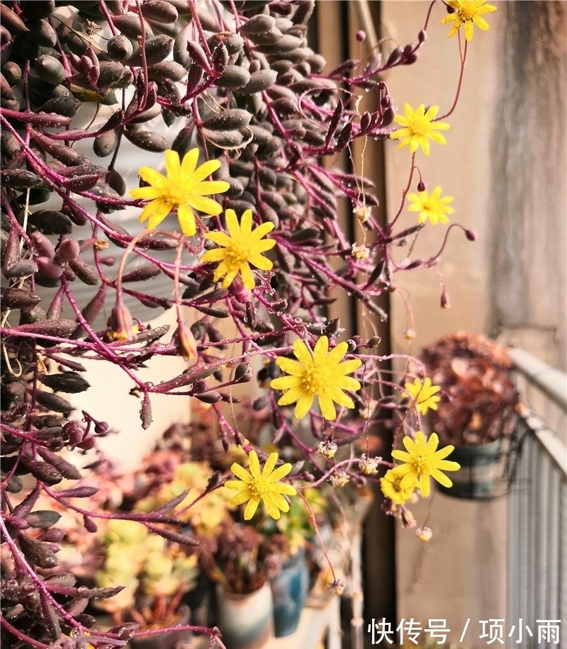 天下养肉人都一样贪