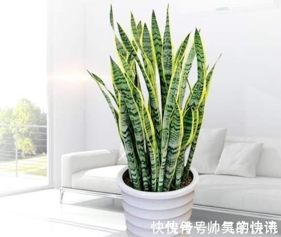 5种健康花,家里养一盆,大气高雅净化力强,福寿齐聚寓意好