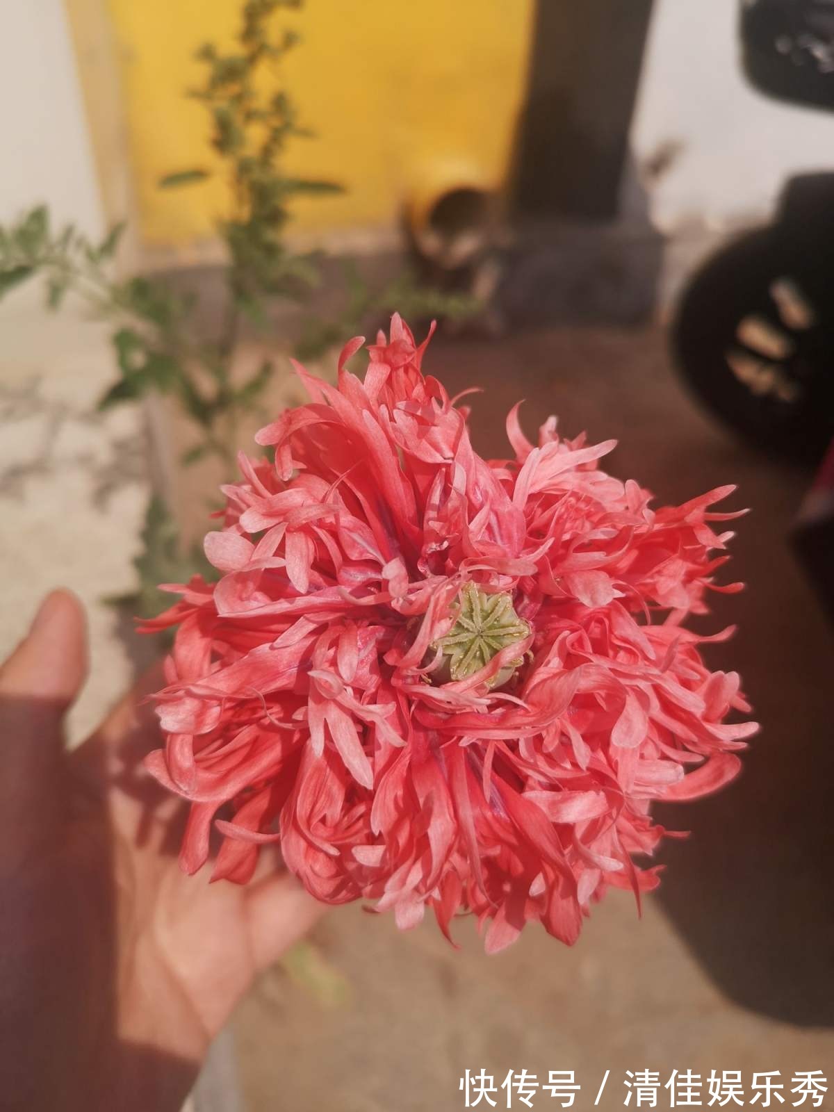 1种花千万不能碰,只要养1棵,就可能招来“牢狱之灾”