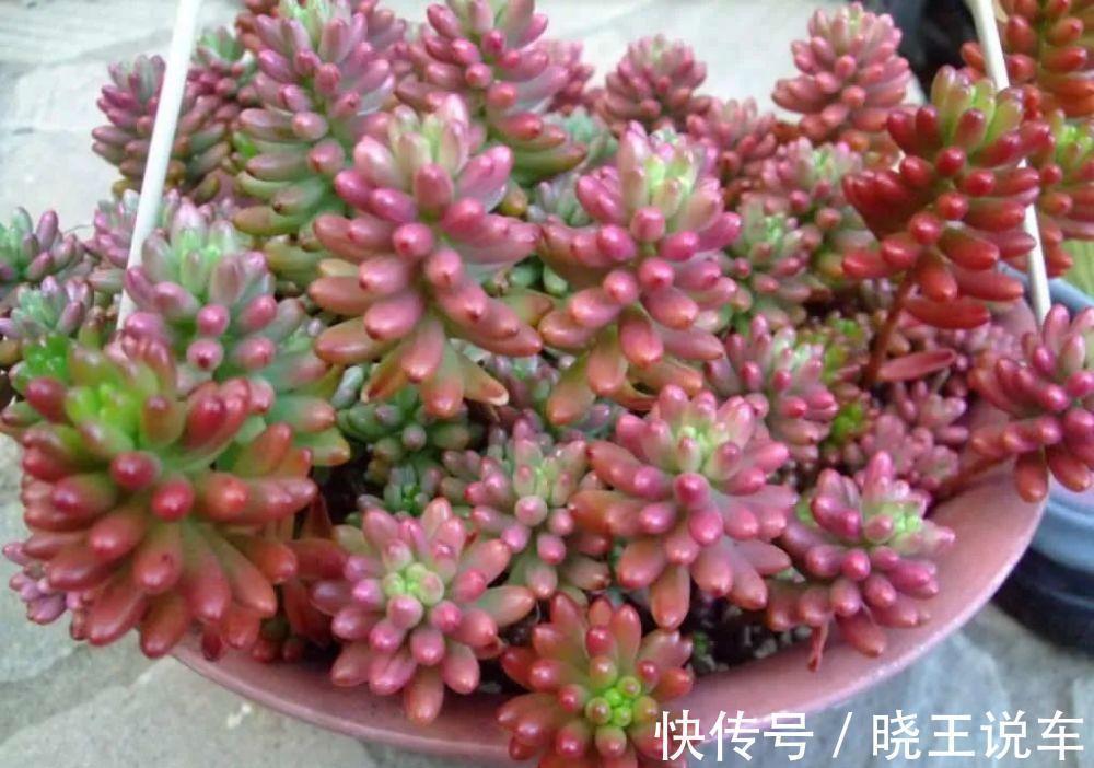 园艺新人小白可放心盆栽的多肉植物:红宝石,漂亮又好活
