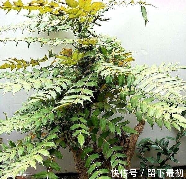 药理|这种“花”对人有“大功劳”,花朵一串串,是小感冒、痢疾大克星