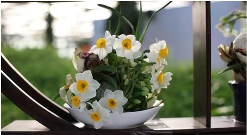 家有孕妇这些花卉可不能养,不然容易出现问题!