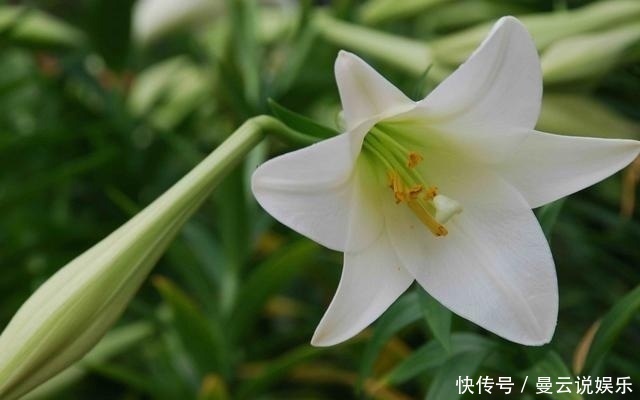香花|家里种上这5种香花,一年四季不出门都能闻到花香