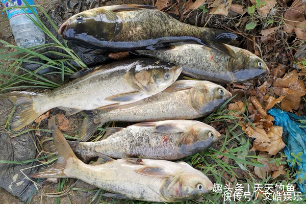 小鱼|民间野钓饵料偏方几个大蒜饵料配方,小鱼绝对不沾,专门钓大鱼