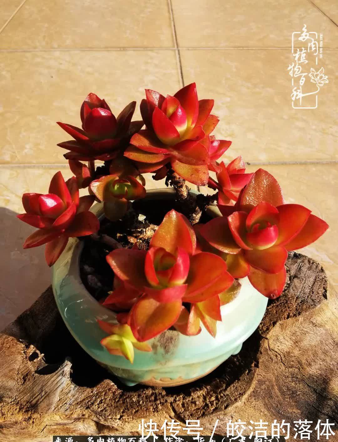 广东的冬天是多肉的春天,时间是最好的魔法师!