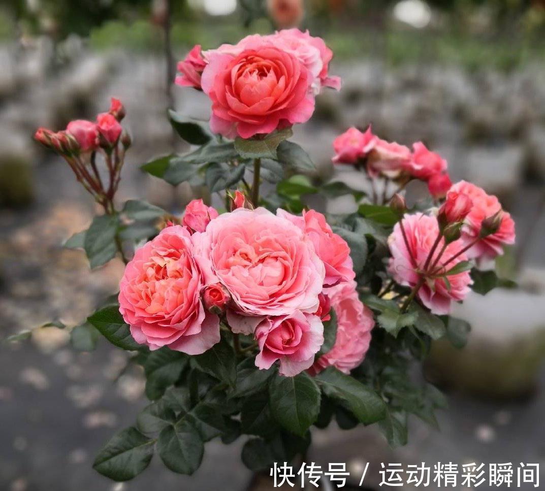 阳台种3种花，一年至少开三个季节，花量大颜色美花期长很绚烂