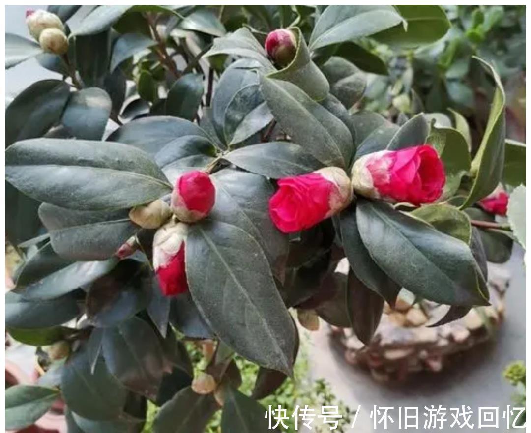 植株|5种喜“半阴花”,入冬以后多见阳光,长得旺早开花