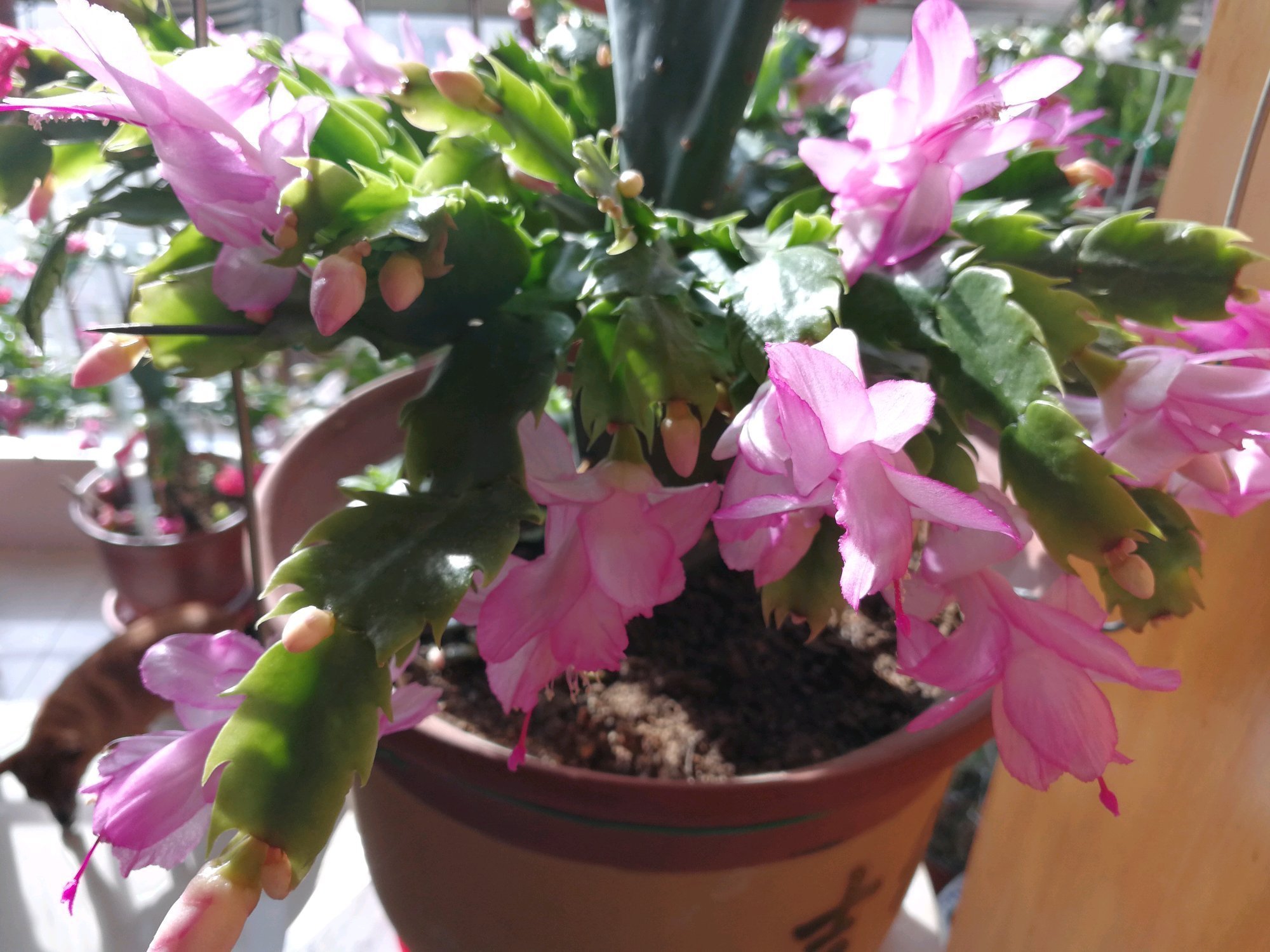 仙人掌嫁接蟹爪兰,做不到4点,徒劳无功,嫁接一盆坏一盆