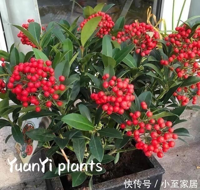 枝头|年底了,家里养盆红玉珠,枝头挂满红果子,红红火火迎新年!