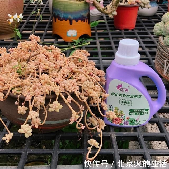 浇水|多肉盛夏“浇水经”1分钟学会,度夏不用愁,高温亦无忧