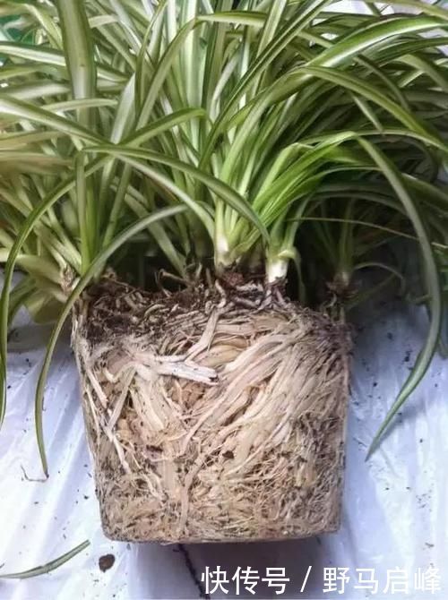 多肉多肉|换盆少做一件事，等于白换了，养一年也不长个