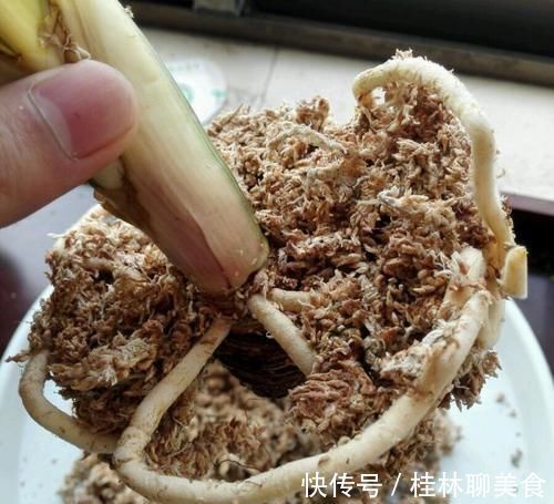 让君子兰“快生根”用上1种“好宝贝”,2周长满狗牙根