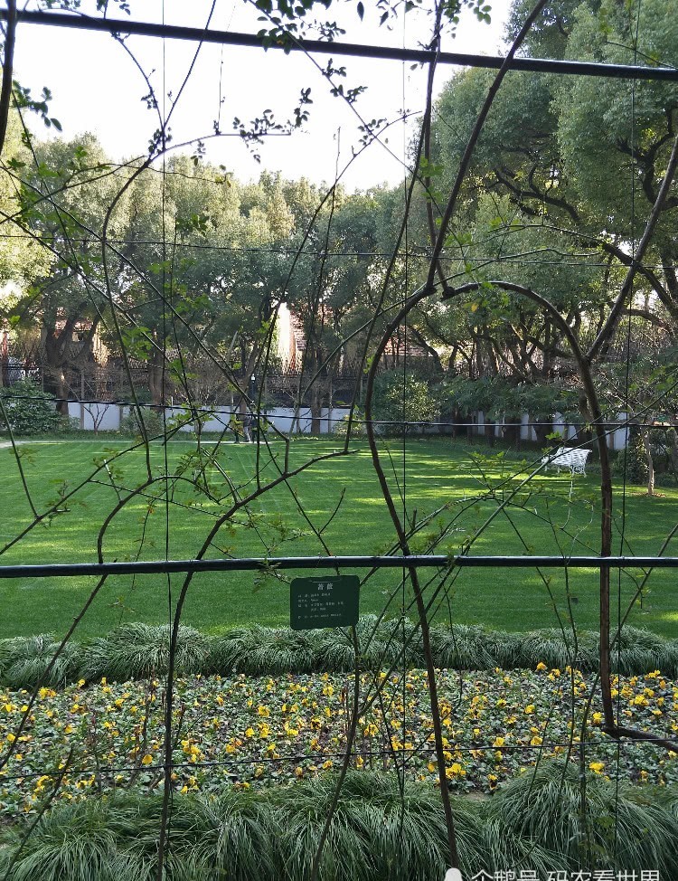 花园草坪|走进淮海路1843号,感受宋庆龄伟大光辉的一生