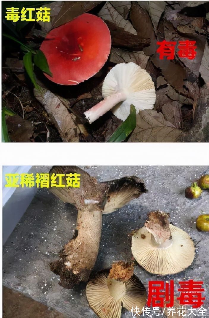 蘑菇|路边看到1种蘑菇，千万别捡回家吃，容易惹来大麻烦