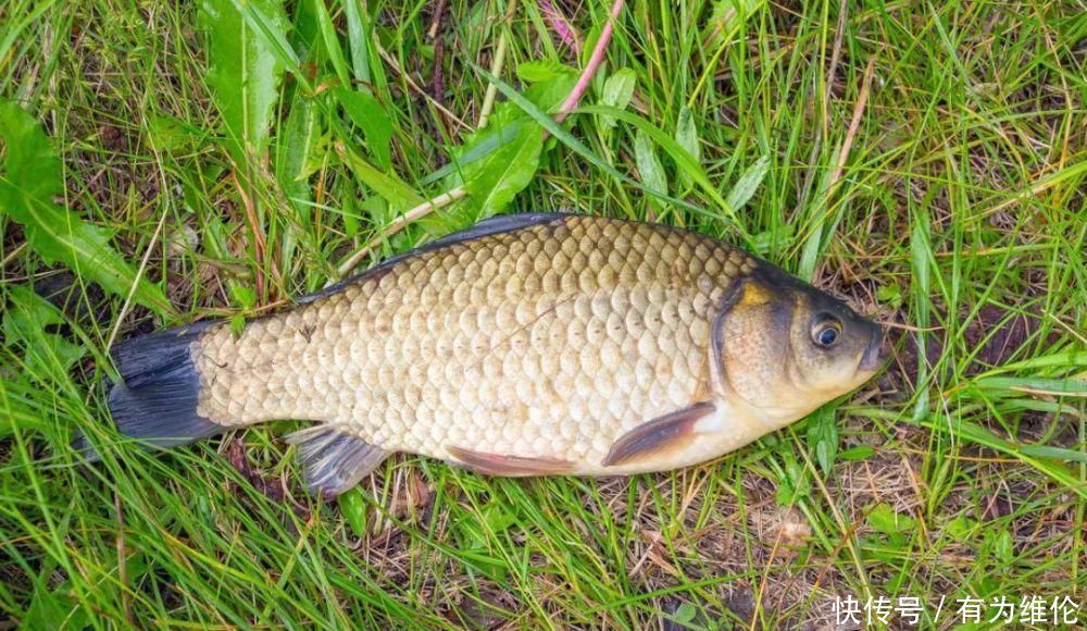 水面|秋钓草窝，搞清楚明和暗的区别，大板鲫排队入护