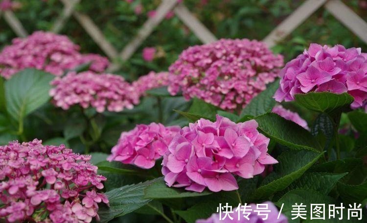 小院|荒废多年的80㎡小院,2年半时间打造成下沉式花园,太漂亮了!