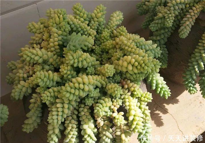 爸妈不在家,我在院子里疯狂种多肉,倍儿爽