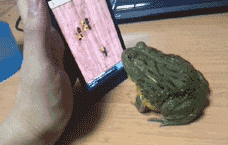 |搞笑GIF:伤害性不大 侮辱性极强的瞬间