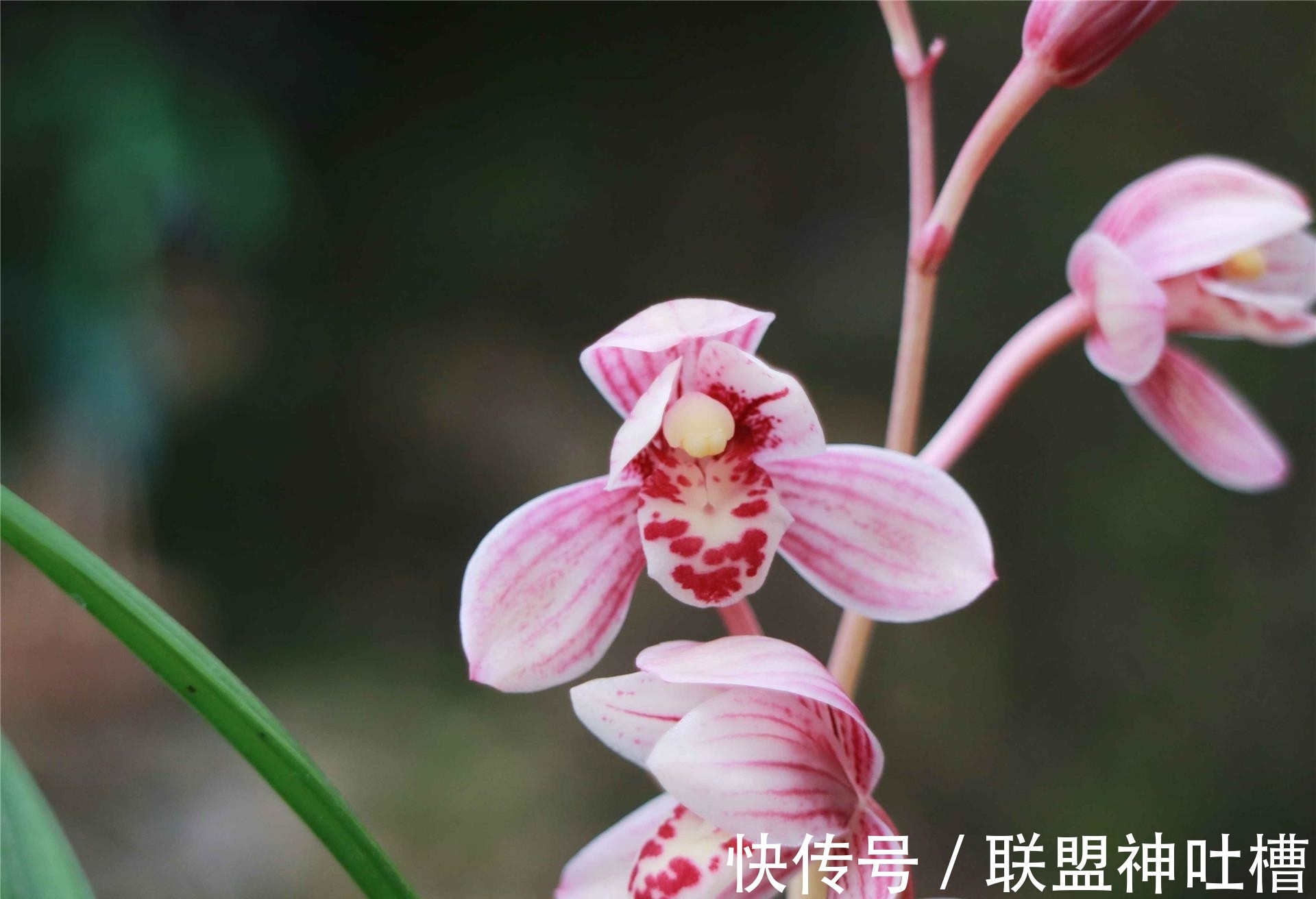 最有“爆发力”的兰花,12月火力全开,花色顶级,怎么看都觉得美