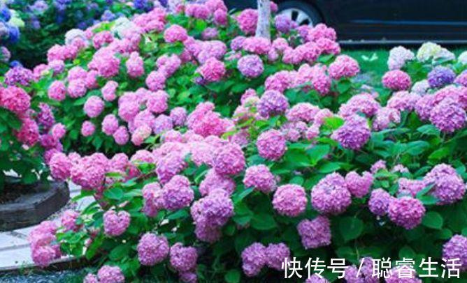 绣球花|4种花好养又漂亮，高贵优雅上档次，开花不断好养活
